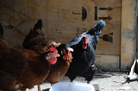hens, farm, barnyard animals