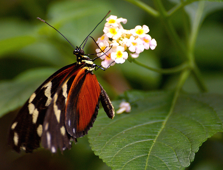 butterfly, exotic, tropical, insect, butterfly house, exot, wing