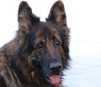 hund, Schäfer hund, dyr, gammel Tysk shepherd hund, Pet, sidde, vinter