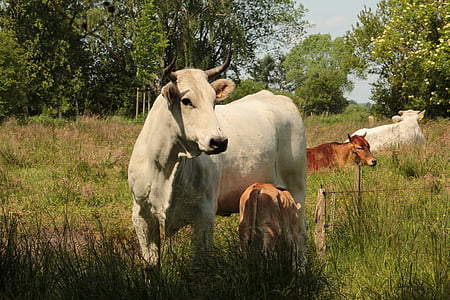 con bò, đồng cỏ, cảnh quan, gia súc, động vật, con bò, nông nghiệp