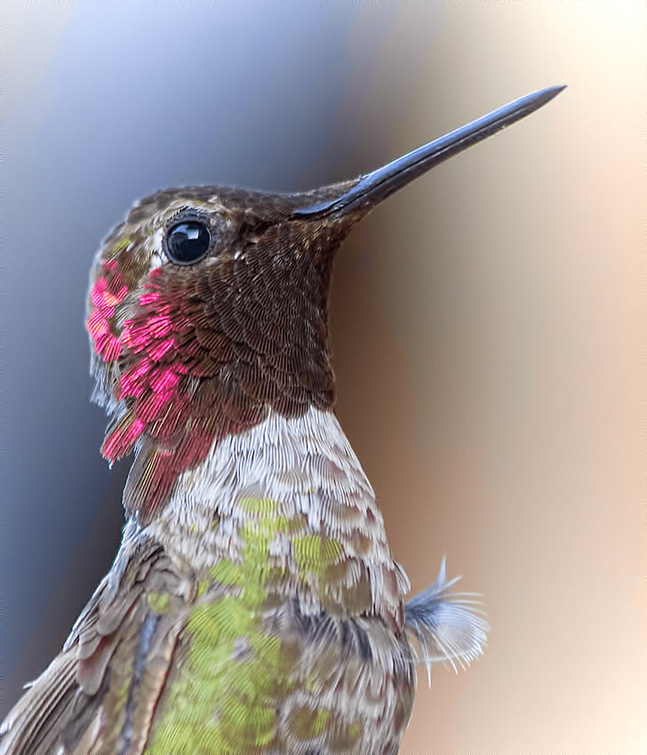 hummingbird, bird, animal, wildlife, nature, tropical, colorful