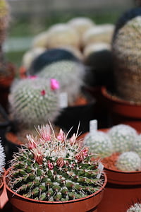 Cactus, spine, fiori