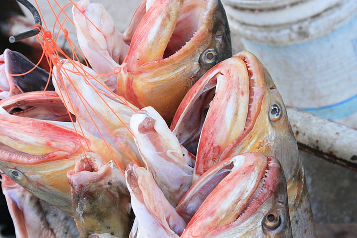 fish, gold, surubí, fresh, fishing, seafood, open mouth