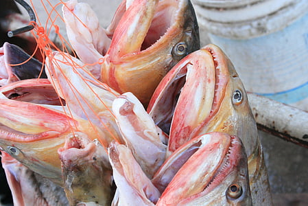ikan, emas, surubí, segar, Memancing, makanan laut, membuka mulut