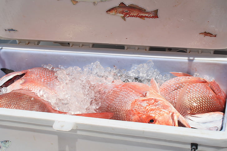 cooler, seafood, red snapper, louisiana, fishing, ice, fresh fish