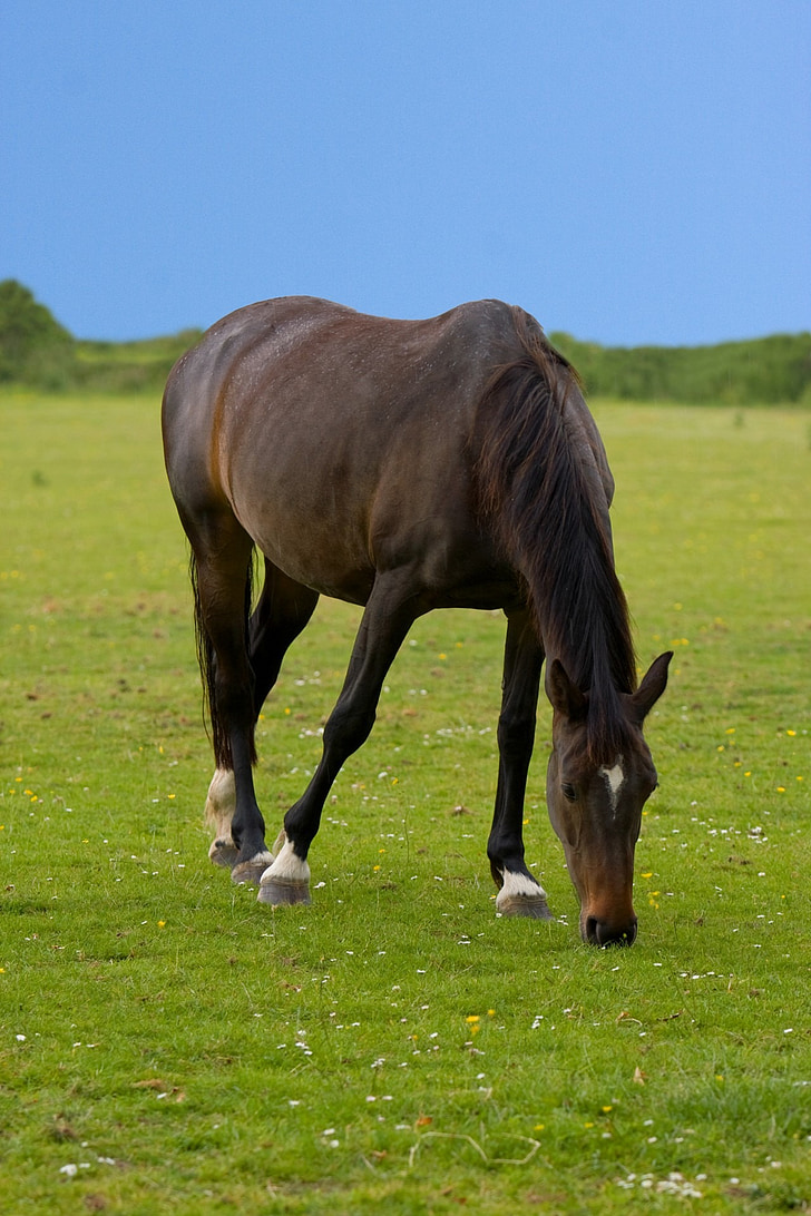 caballo, animal, hermosa, naturaleza, campo, cielo, azul