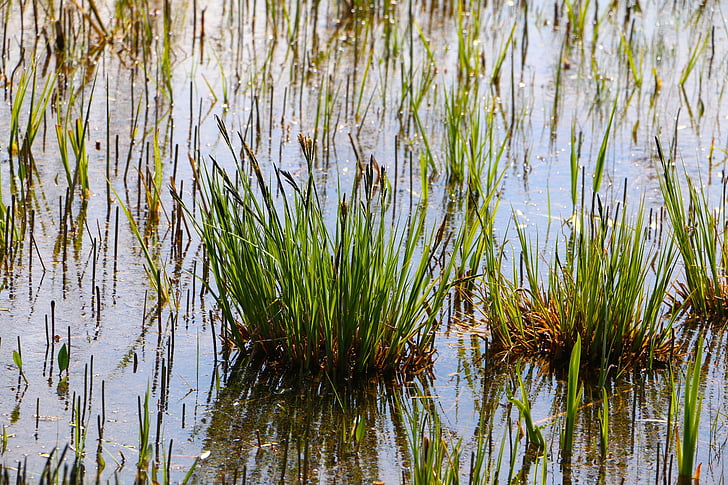 moor, grass, water, swampy