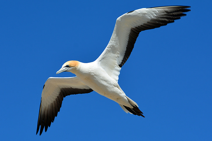 northern gannet, animal world, bird, fly, dom, nature