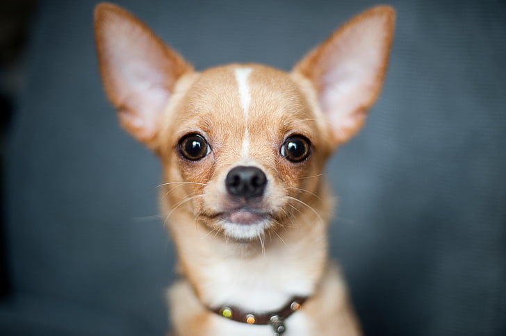 fechar, foto, Tan, Chihuahua, bonito, cão, engraçado