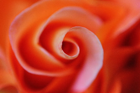 Rose, orange, image de fond, floraison rose, Blossom, Bloom, fleur