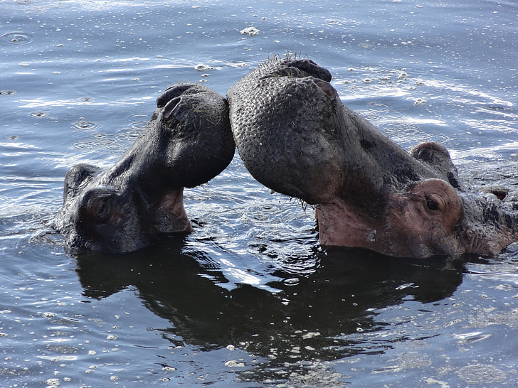 kiss, hippos, bath