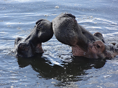 beso, hipopótamos, baño