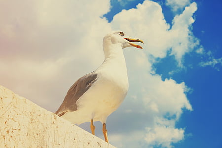 Seagull, Blanco, pájaro, mar, cielo