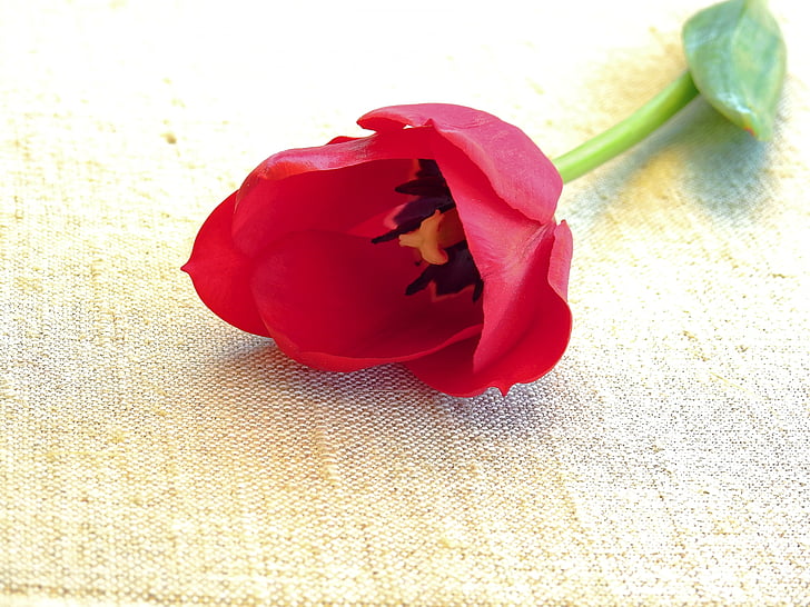 Tulipán, květ, Příroda, jaro, květ, Bloom, závod