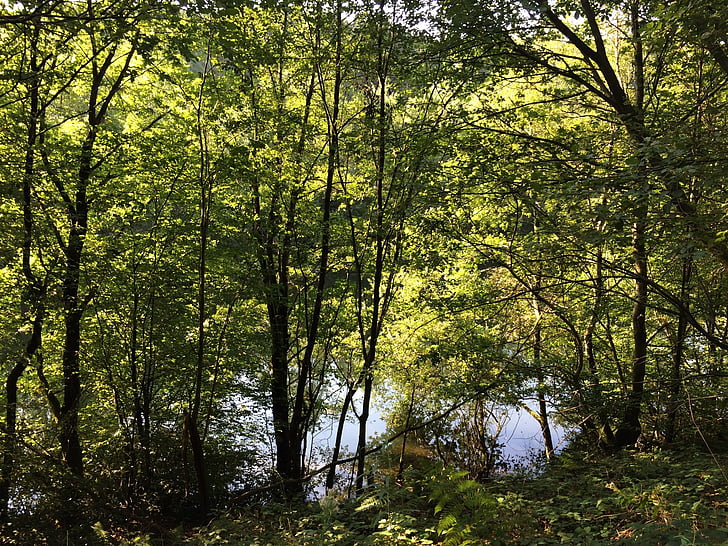 Les, jezero, Příroda, stromy, krajina, zrcadlení, listy