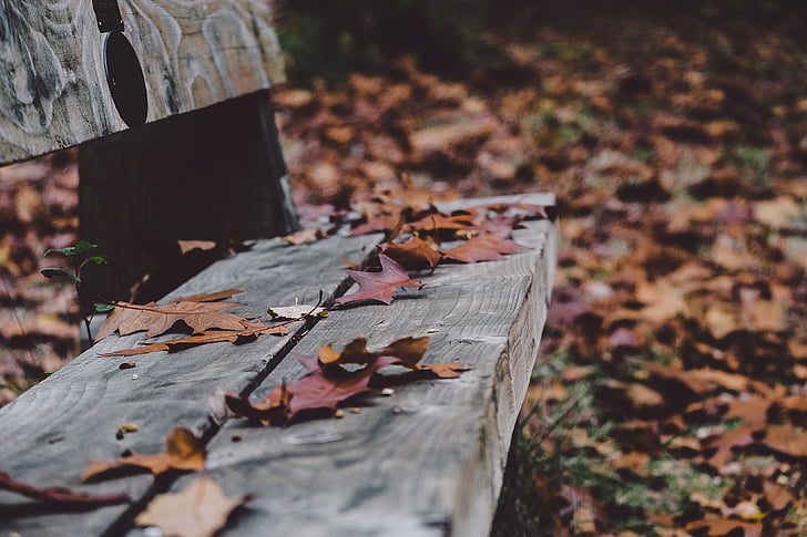 depth, field, photography, gray, bench, wood, park