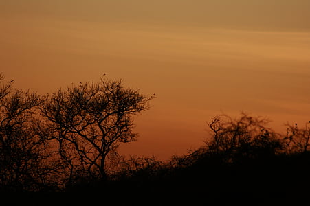 sol, Sertao, Brésil, coucher de soleil, nature, silhouette, arbre