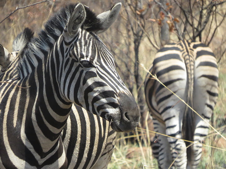 djur, Afrika, Zebra, Safari djur, vilda djur, naturen, däggdjur