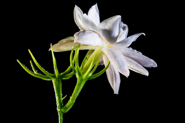 Wild flower, květ, Bloom, bílá, Příroda, závod, květ