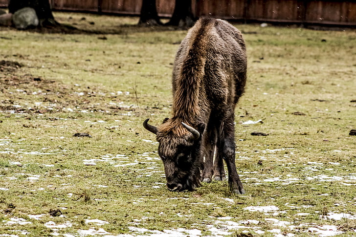 bison, demonstration reserve, lowland wisent