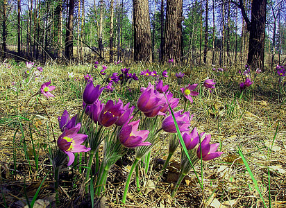 flores, Phlomis, bosque, naturaleza, flor de Pascua, pétalos púrpura