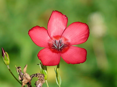 sarkana, ziedlapas, uzmanības centrā, fotogrāfija, zieds, Bloom, puķe