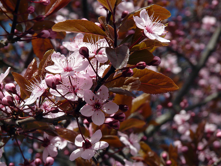 Japonský čerešňový kvet, čerešňový kvet, jar, ružová, pobočka, bud, kvet