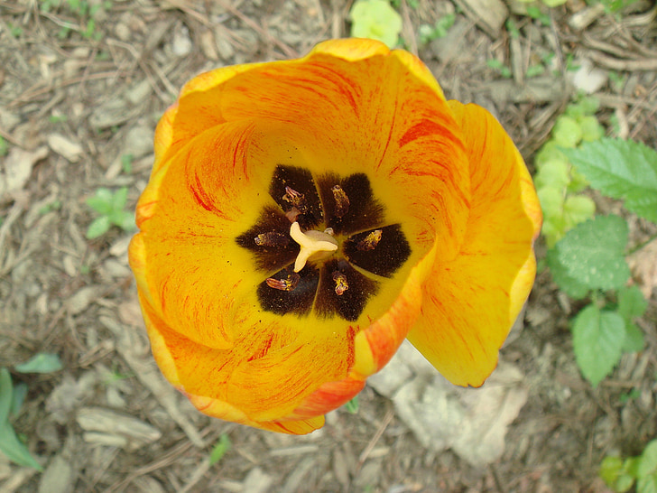 tulipano, floreale, pianta, naturale, Blossom, Bloom, petalo