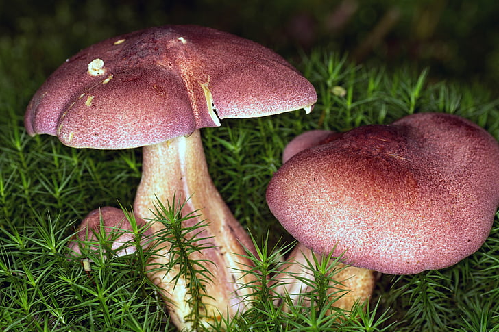 mushrooms, forest, moss, macro, nature, fungus, autumn