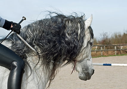 cheval, crinière, Centre Equestre, tête, eau, Wet, lavage