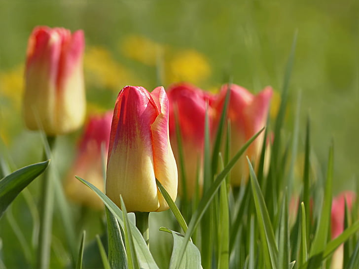Tulipán, květ, Tulipa, žlutá červená, jaro