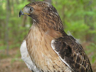 red tailed hawk, bird, raptor, wildlife, perched, looking, hunter