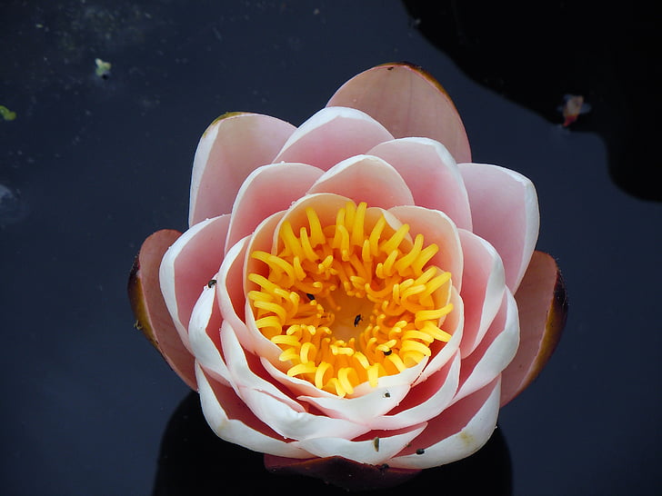 water lily, nuphar lutea, flowers, blossom, bloom