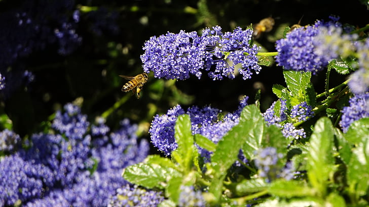 Příroda, jaro, Honey, včela, hmyz, závod, květ