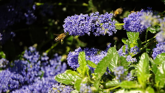 Natura, wiosna, miód, Pszczoła, owad, roślina, kwiat