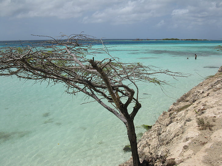 Aruba, árvore, praia, cênica, mar, água, Horizonte sobre a água