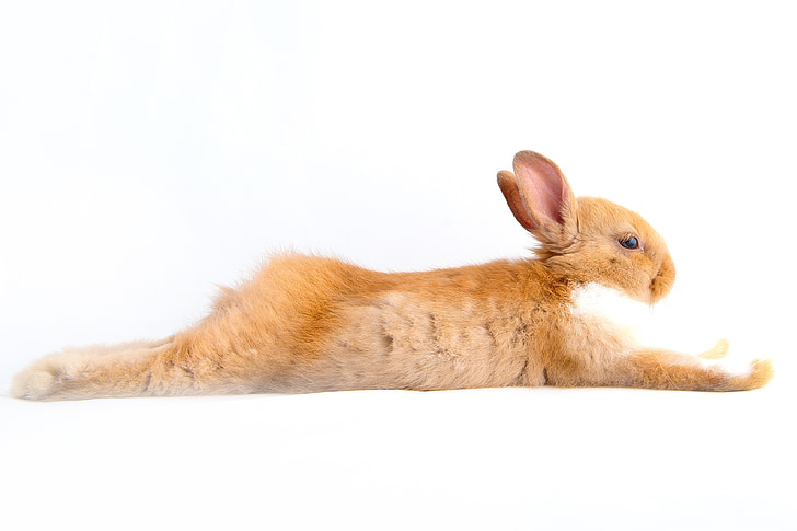 thỏ, Hare, Lễ phục sinh, trắng, futrzaty, động vật gặm nhấm, chú thỏ