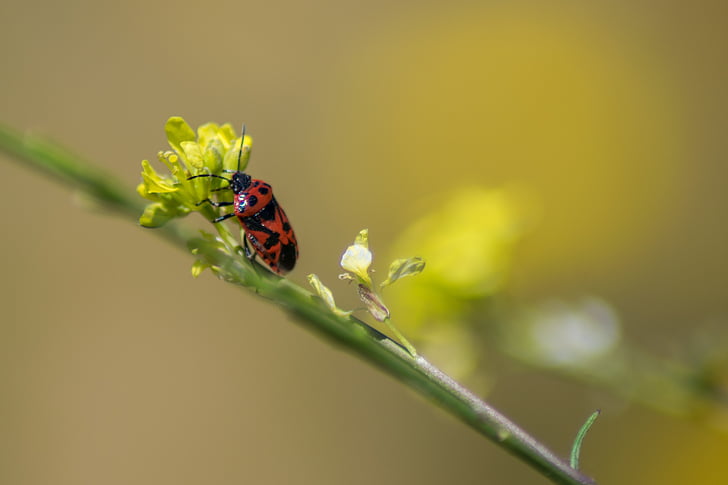insect, nature, macro, animal, spring