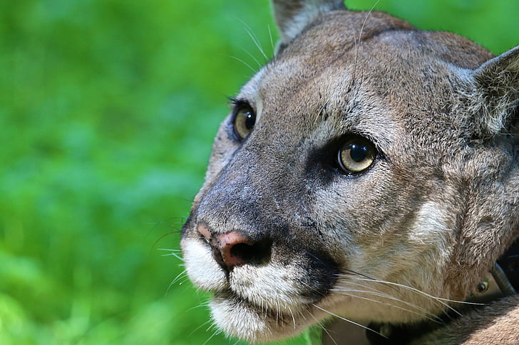 Mountain lion, Puma, Cougar, dzikich zwierząt, Natura, wielki kot, drapieżnik