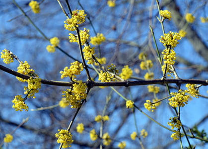 flowers, tree blossoms, flowering twig, tree, spring, close, nature