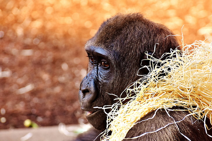Gorilla, con khỉ, Buồn cười, động vật, sở thú, lông, động vật ăn tạp