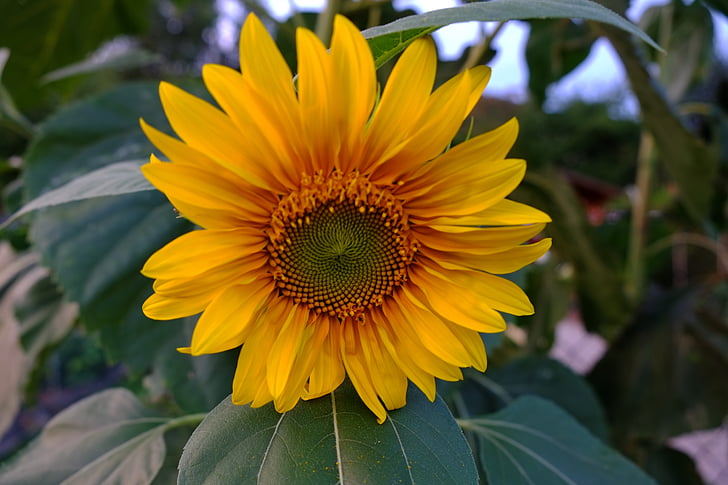 sun flower, yellow, flower, blossom, bloom, summer, plant