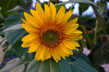 auringonkukka, keltainen, kukka, Blossom, Bloom, kesällä, kasvi