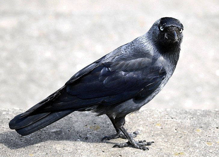 Raven vogel, zwart, Bill, Kauw, kraaien (Corvidae), natuur, dier
