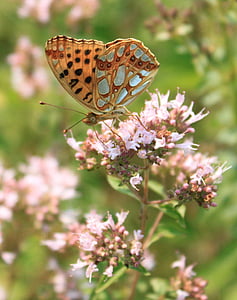 farfalla, Fritillaria, Distretto di Gorj, Issoria, lathonia, Nymphalidae, Regina