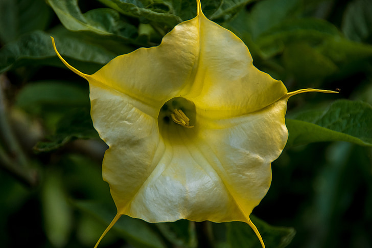 flower, yellow, angel's trumpet, brugmansia, bloom, garden, large
