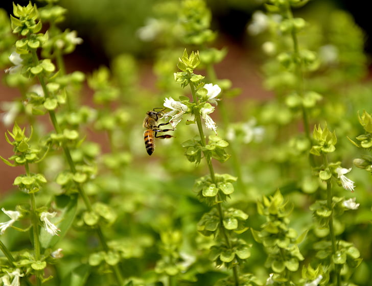 méh, természet, bazsalikom, makró, tavaszi, kert, környezet