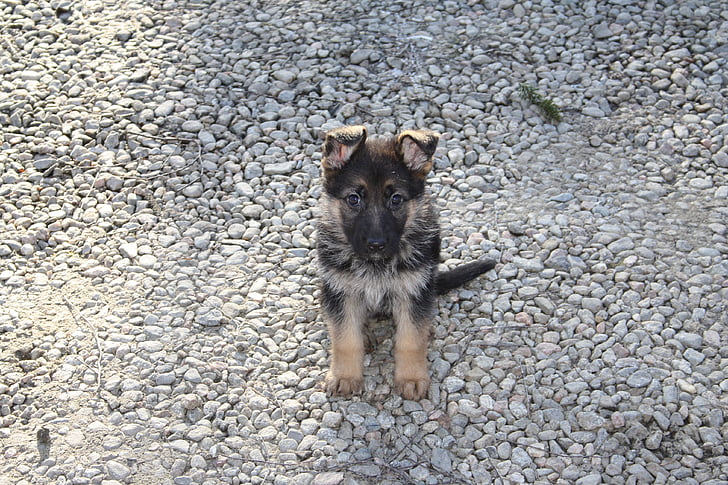 german shepherd, dog, puppy