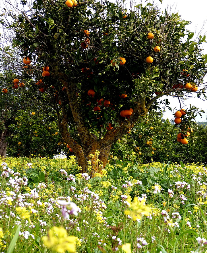 oranges, orange tree, flowers, flower meadow, tree, fruits, nature