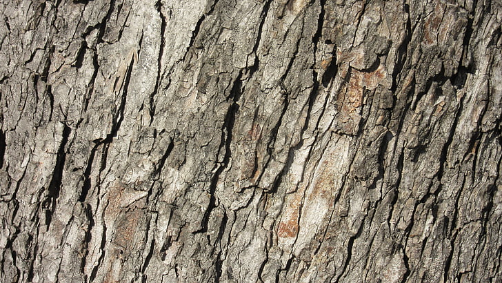 corteza, Ridge, corteza de árbol, patrón de, textura, Rauh, naturaleza